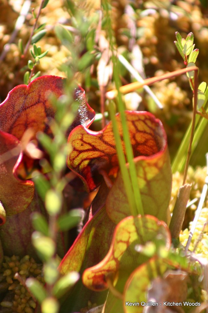 Pitcher Plant in the Bog -1